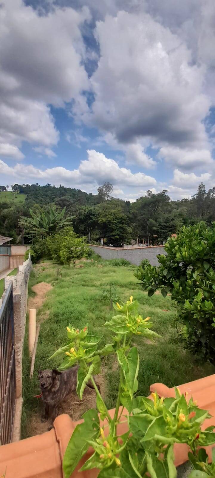 Chácara, 2 quartos, 636 m² - Foto 4